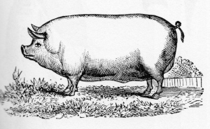 Pig Etching