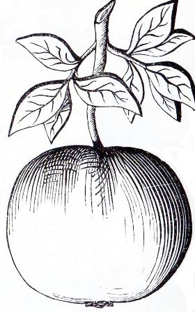 An Apple