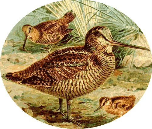 Woodcock