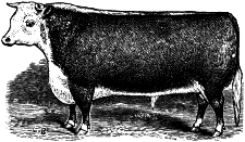 Cow Engraving