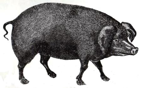 Black Pig