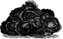 Pile of Cabbages