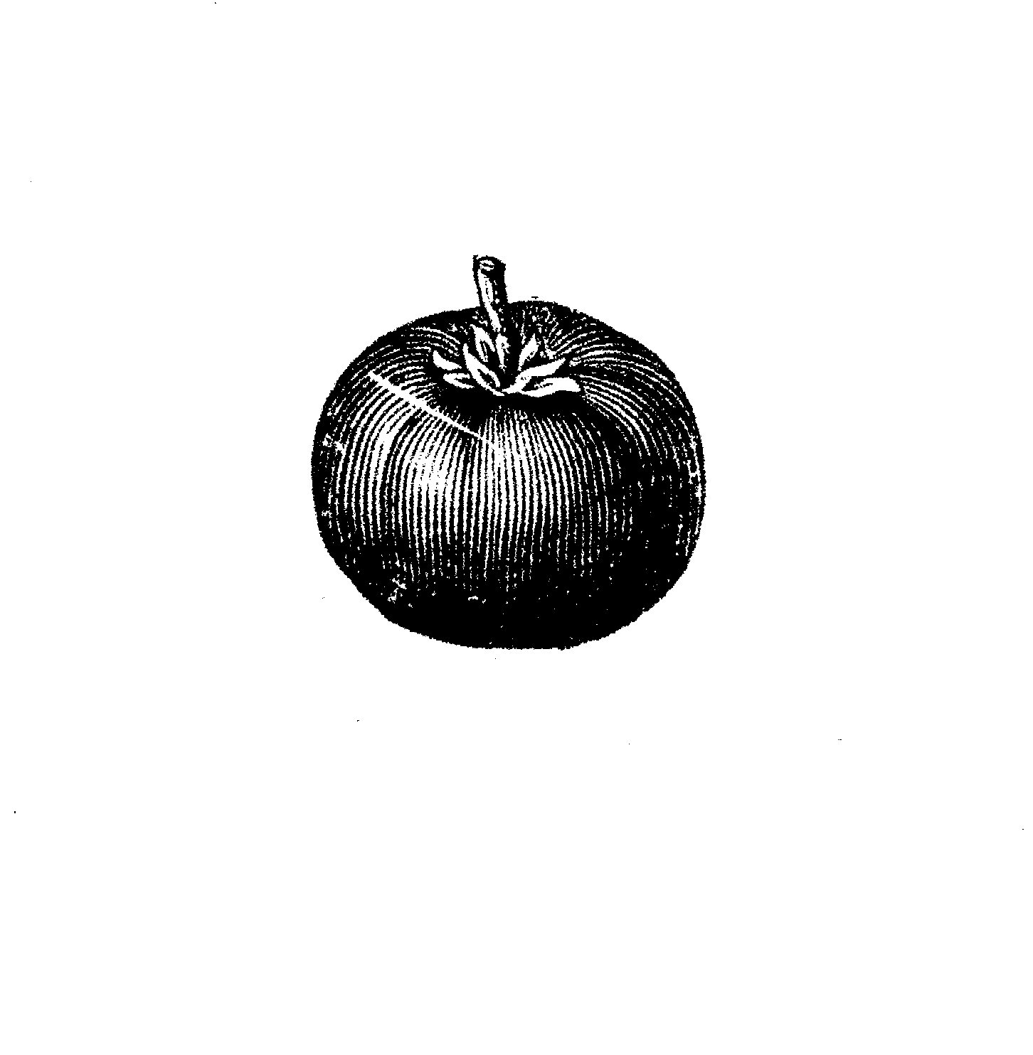 Tomato Engraving