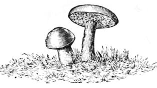 Mushrooms