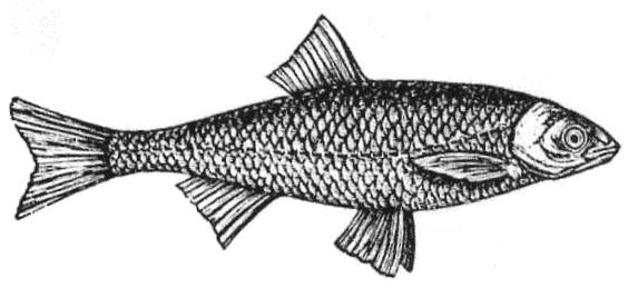 Fish - Gardon Blanc