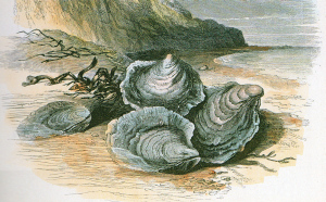 Oysters