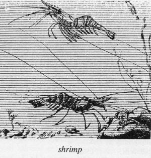 Shrimp