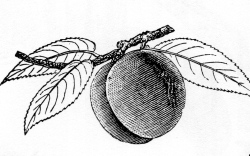 Peach Engraving