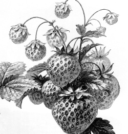 Strawberries