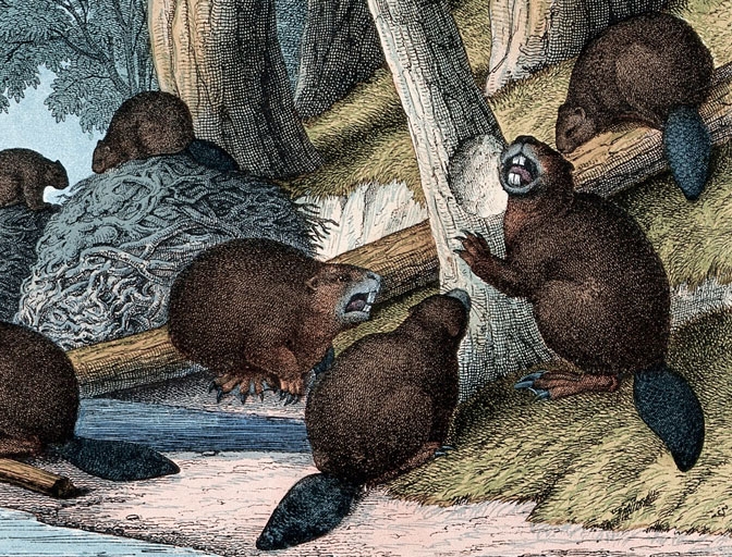 Etching of beavers