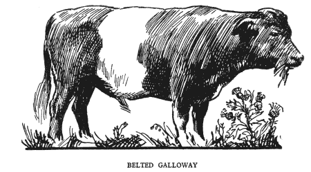 Beef-Belted-Galloway.png