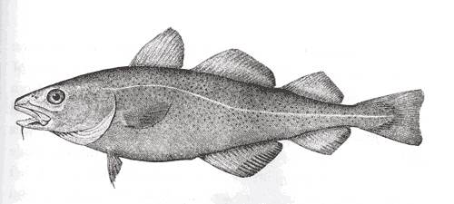 cod-fish002.gif