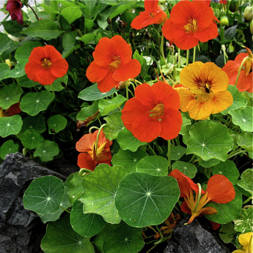 nasturtium-blossoms.jpg