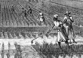 Rice-plantation-slaves.jpg