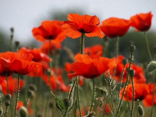 poppy-plant.jpg