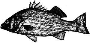 fish-2.png