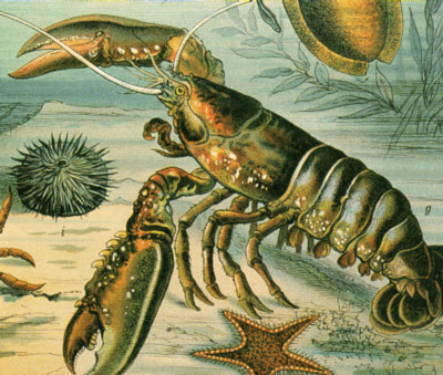 lobster.jpg