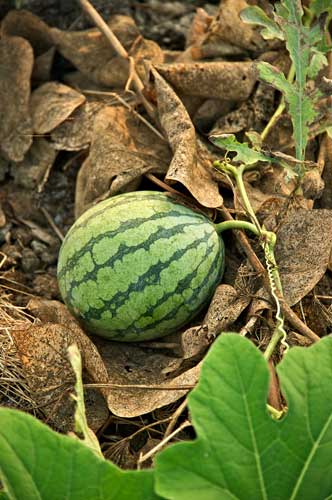 Watermelon-on-vine.jpg