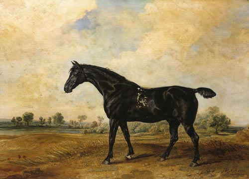 Horse-in-profile.jpg