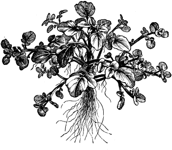 watercress-old-image.png