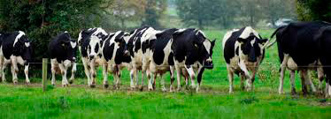 Dairy-cows-in-Ireland.jpg