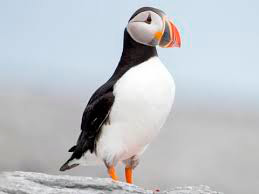 puffin.jpg