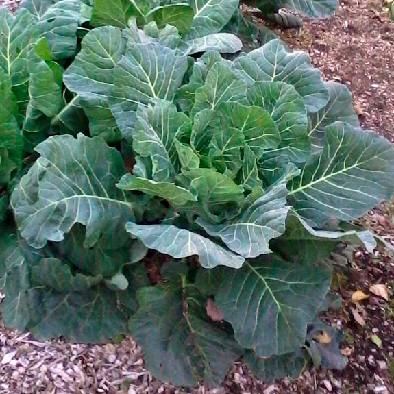 collard-greens-plants.jpg