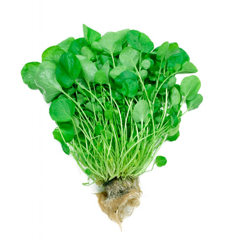 watercress.jpg