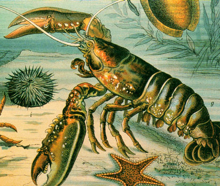 lobster.jpg