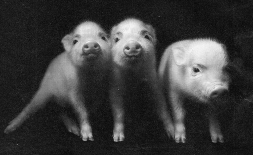 pigs-Real-Simple-11-11.jpg
