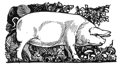 Pig-from-Food-in-England.gif