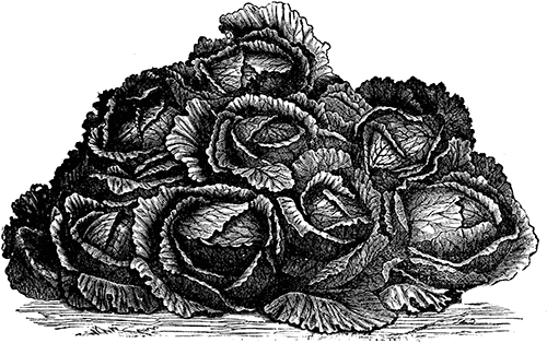 A close-up of a bunch of cabbage