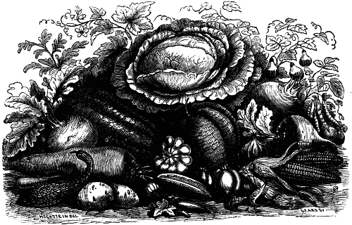 A black and white drawing of vegetables