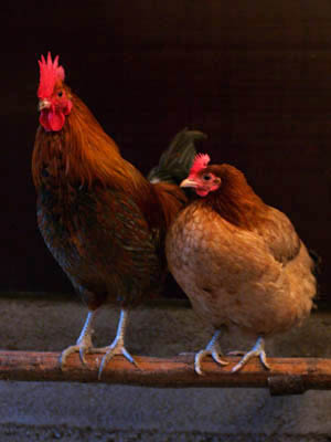 A pair of chickens standing on a fence rail