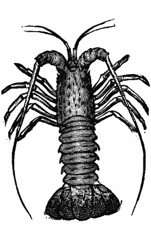 lobster-antique-image.png