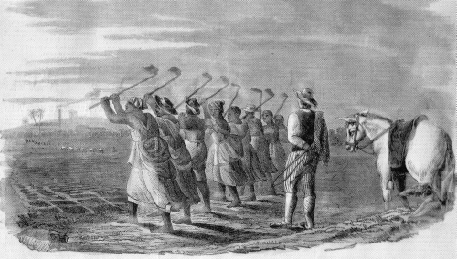 Sugar Cane Workers