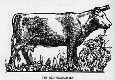 Beef-Old-Gloucester.jpg