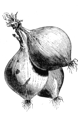 onions003.jpg