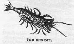 shrimp076.jpg