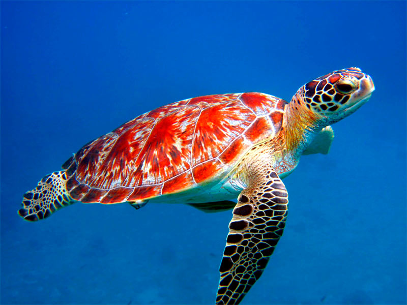 sea_turtle.jpg