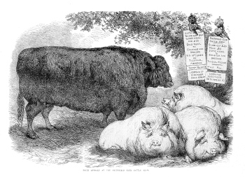 pigs-cattle005.jpg