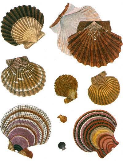 clams-scallops.jpg