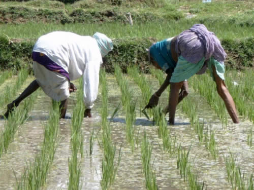 india_rice_paddy.jpg