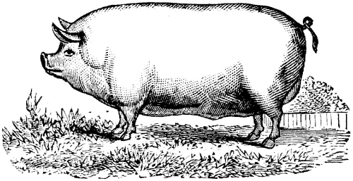 Pig in Profile