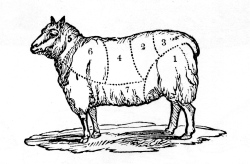 Cuts of Lamb