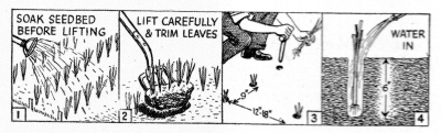 In regard to leeks... Soak seedbed before lifting - Lift carefully and trim leaves - plant rows 12in - 18in apart at 9in intervals at a depth of 6 inches - water in