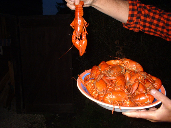 Crawfish_sm.jpg