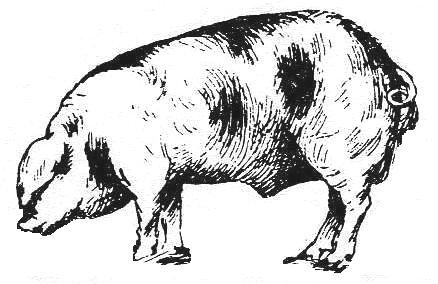 Pig Engraving