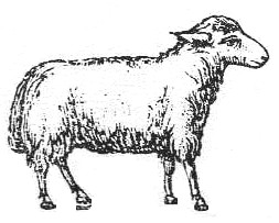 Sheep Graphic